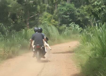 Huían en moto con un ternero robado y fueron atrapados tras una persecución policial imagen-11