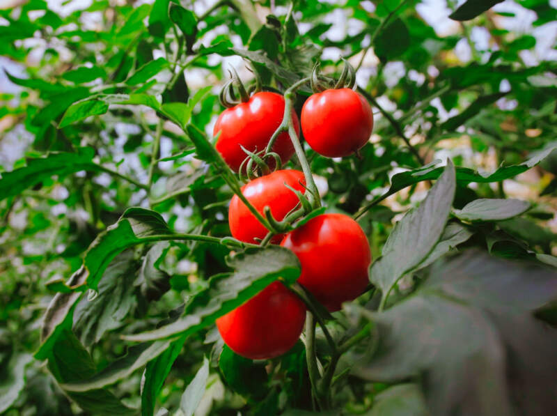 Hortalizas, frutas y medicinales: Misiones impulsa una estrategia integral para seguir ampliando la matriz productiva Hortalizas, frutas y medicinales: Misiones impulsa una estrategia integral para seguir ampliando la matriz productiva imagen-1