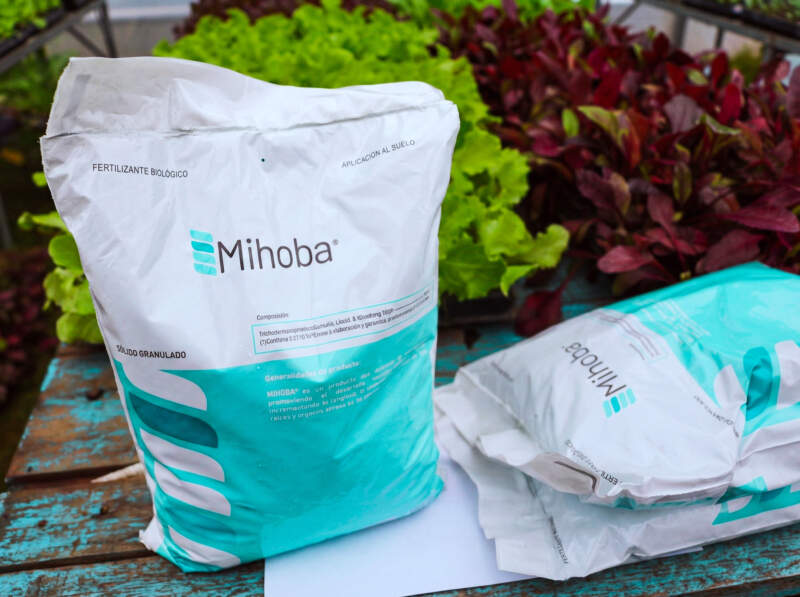 Hortalizas, frutas y medicinales: Misiones impulsa una estrategia integral para seguir ampliando la matriz productiva imagen-4