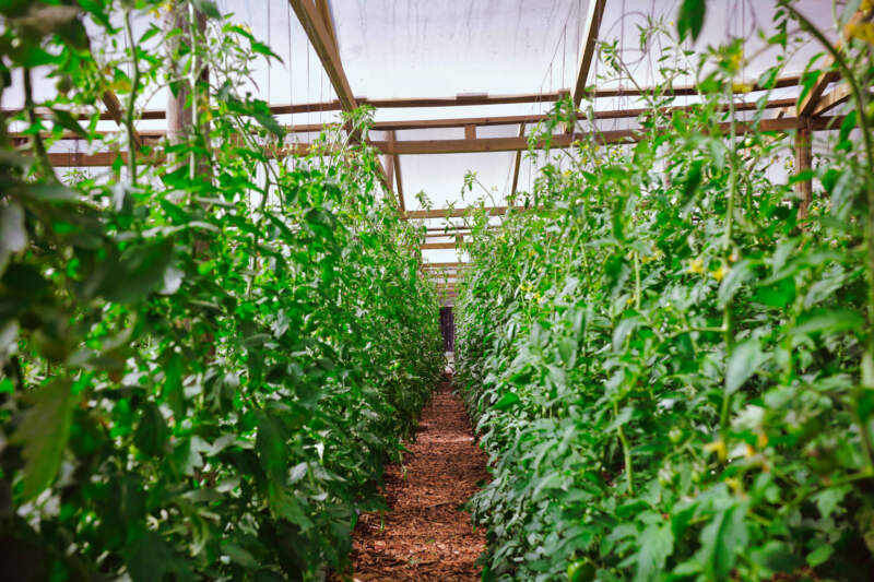 Hortalizas, frutas y medicinales: Misiones impulsa una estrategia integral para seguir ampliando la matriz productiva imagen-2