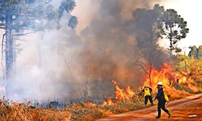 Incendios forestales en Misiones: Recamán alertó por el índice extremo y describió las políticas de prevención y control Incendios forestales en Misiones: Recamán alertó por el índice extremo y describió las políticas de prevención y control imagen-9