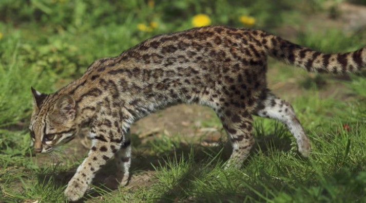 El gato tirica ingresó a la lista de mamíferos amenazados en Argentina, cuáles son los otros animales en peligro según una nueva "lista roja" imagen-67