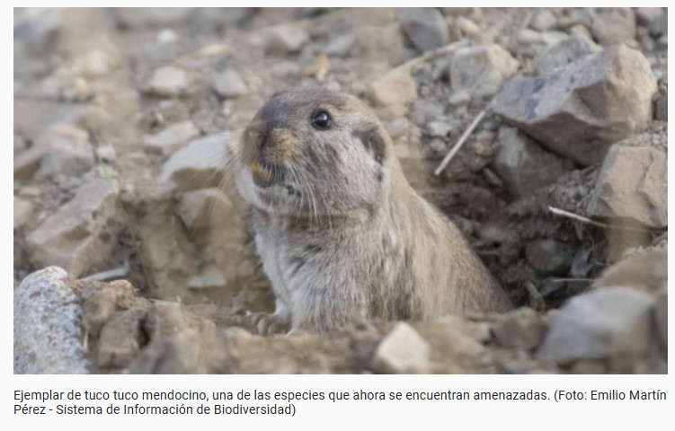 El gato tirica ingresó a la lista de mamíferos amenazados en Argentina, cuáles son los otros animales en peligro según una nueva "lista roja" imagen-2