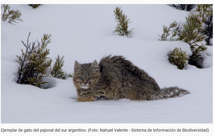 El gato tirica ingresó a la lista de mamíferos amenazados en Argentina, cuáles son los otros animales en peligro según una nueva "lista roja" imagen-4