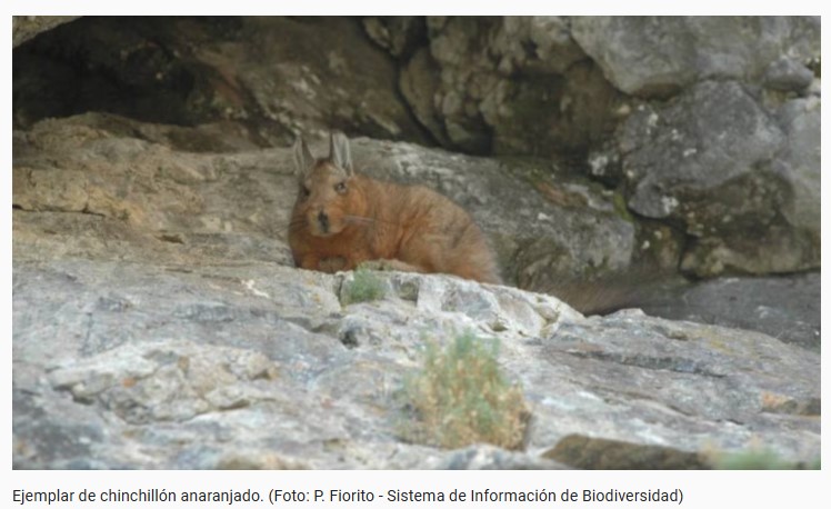 El gato tirica ingresó a la lista de mamíferos amenazados en Argentina, cuáles son los otros animales en peligro según una nueva "lista roja" imagen-6