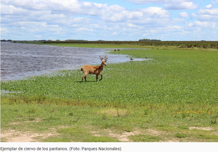 El gato tirica ingresó a la lista de mamíferos amenazados en Argentina, cuáles son los otros animales en peligro según una nueva "lista roja" imagen-8