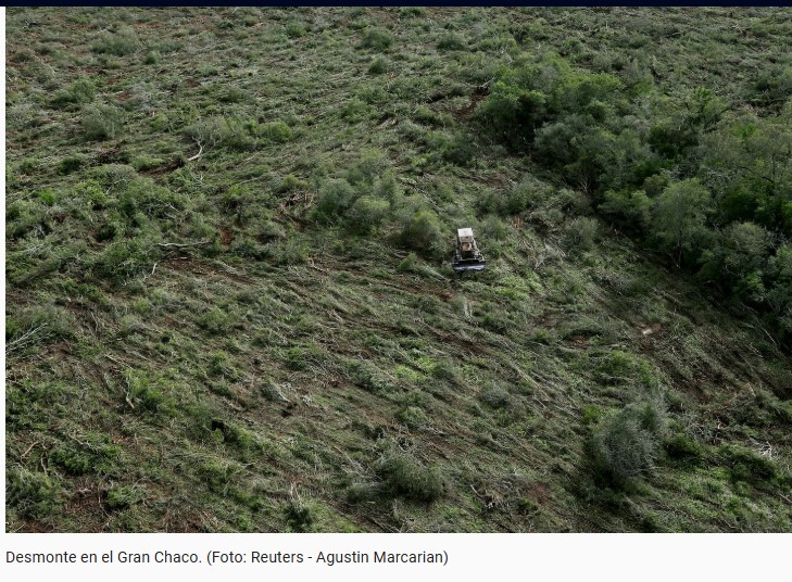 El gato tirica ingresó a la lista de mamíferos amenazados en Argentina, cuáles son los otros animales en peligro según una nueva "lista roja" imagen-10
