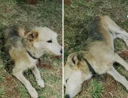 Posadas: un perrito quedó abandonado en una funeraria tras un velatorio imagen-4