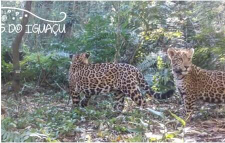 Se registraron dos cachorros de yaguareté en el Parque Nacional do Iguaçu Se registraron dos cachorros de yaguareté en el Parque Nacional do Iguaçu imagen-4