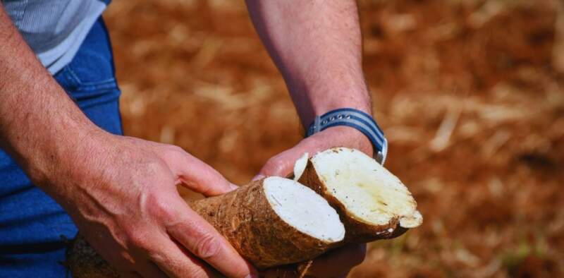 Trabajan en la generación de nuevas variedades de mandioca adaptadas a condiciones locales y demandas del sector productivo imagen-35