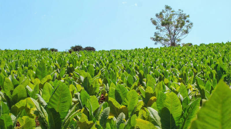 Tabaco: "Vamos a ser inflexibles y cerraremos a las empresas que no paguen al productor", advirtió el Ministro del Agro imagen-11