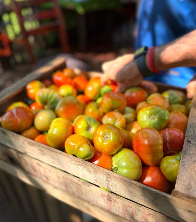 Solidaridad que alimenta: productores de Tierra, Techo y Trabajo donan parte de su cosecha a comedores imagen-9