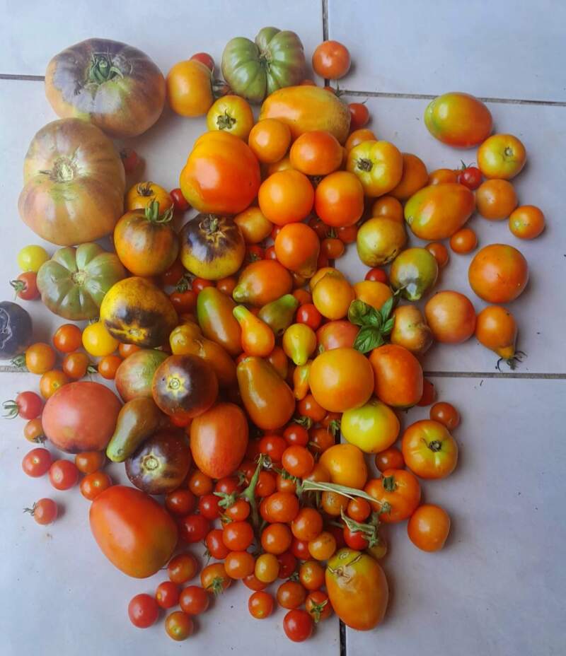 Productora de Puerto Leoni rescata 23 variedades de "tomates reliquia" y multiplica semillas propias imagen-12