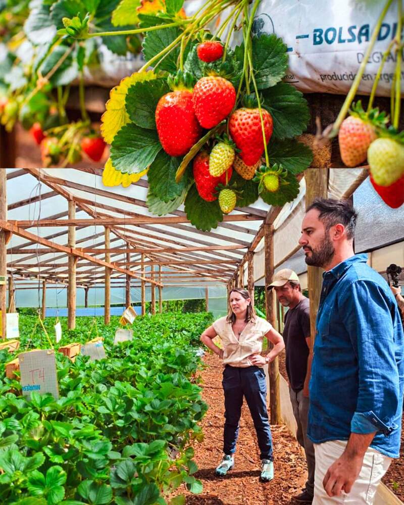 Misiones avanza en la planificación de la campaña hortícola 2026 imagen-7