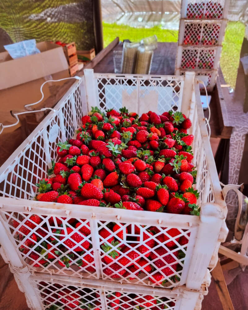 Misiones avanza en la planificación de la campaña hortícola 2026 imagen-12