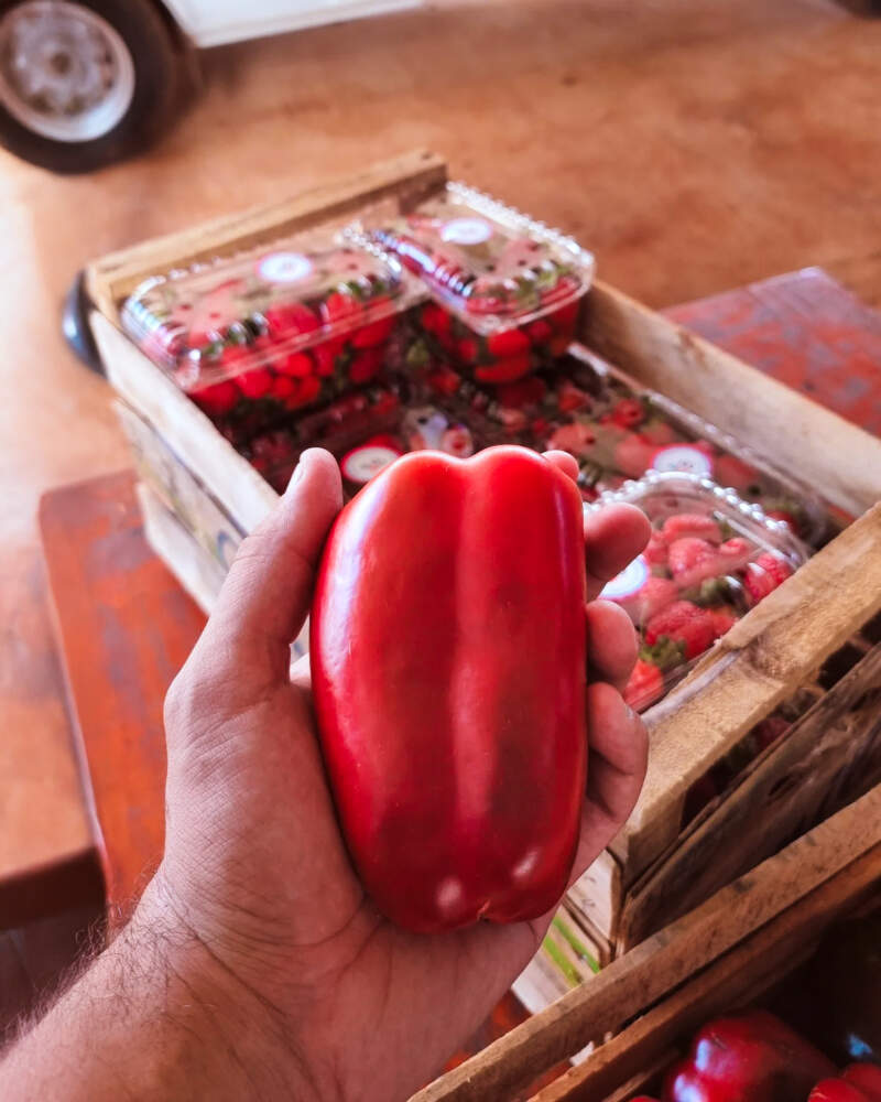 Misiones avanza en la planificación de la campaña hortícola 2026 imagen-6