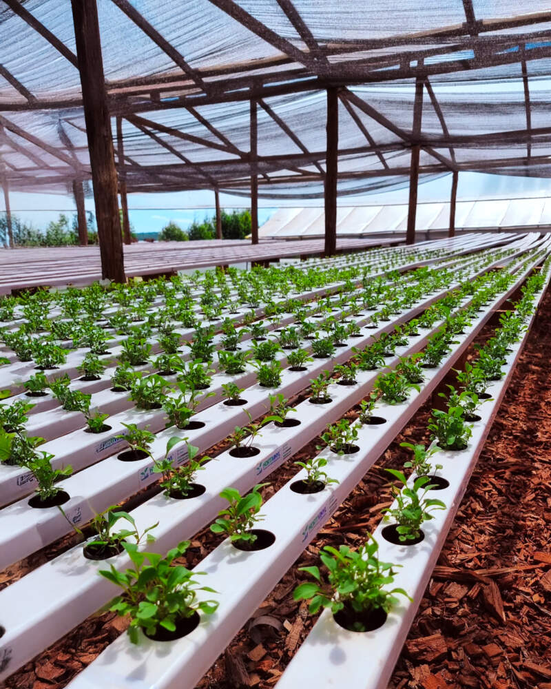 Misiones avanza en la planificación de la campaña hortícola 2026 imagen-8