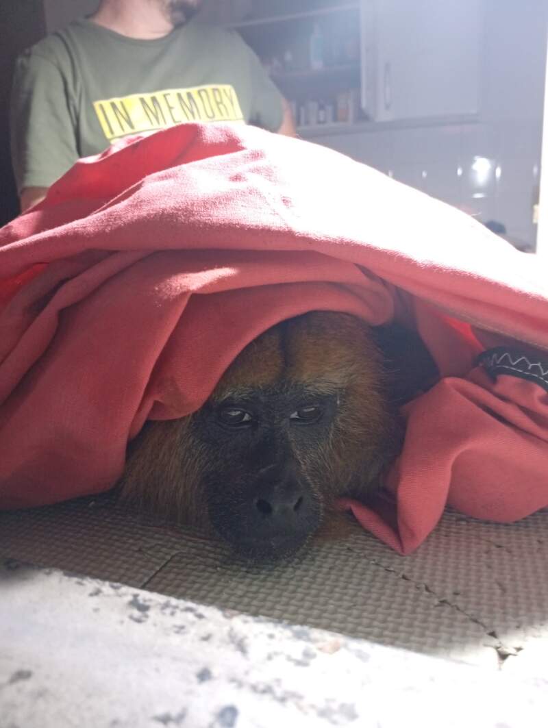Rescataron a un mono carayá que fue perseguido y herido por perros en Garupá imagen-2