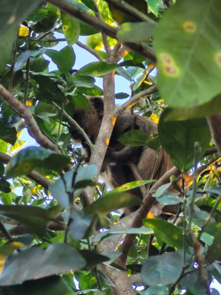 Rescataron a un mono carayá que fue perseguido y herido por perros en Garupá Rescataron a un mono carayá que fue perseguido y herido por perros en Garupá imagen-5