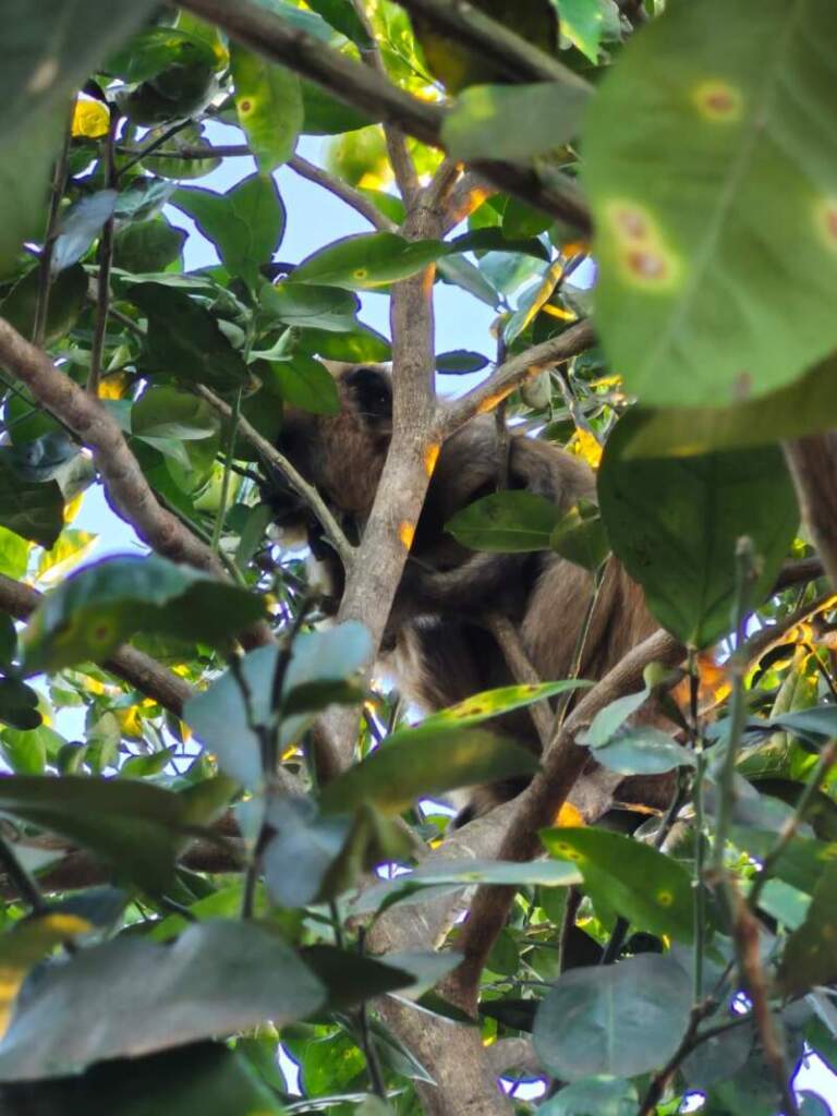 Rescataron a un mono carayá que fue perseguido y herido por perros en Garupá imagen-24
