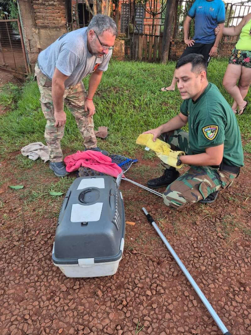 Rescataron a un mono carayá que fue perseguido y herido por perros en Garupá imagen-4
