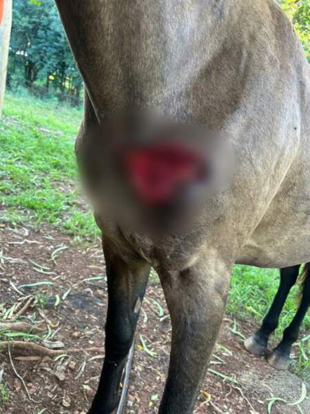 Puerto Piray: la Policía dio intervención a Ecología tras una denuncia por presunta presencia de felinos en zona rural imagen-9