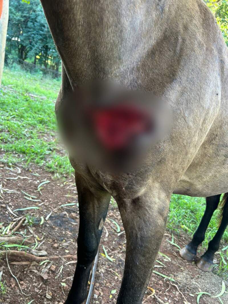 Puerto Piray: la Policía dio intervención a Ecología tras una denuncia por presunta presencia de felinos en zona rural Puerto Piray: la Policía dio intervención a Ecología tras una denuncia por presunta presencia de felinos en zona rural imagen-18