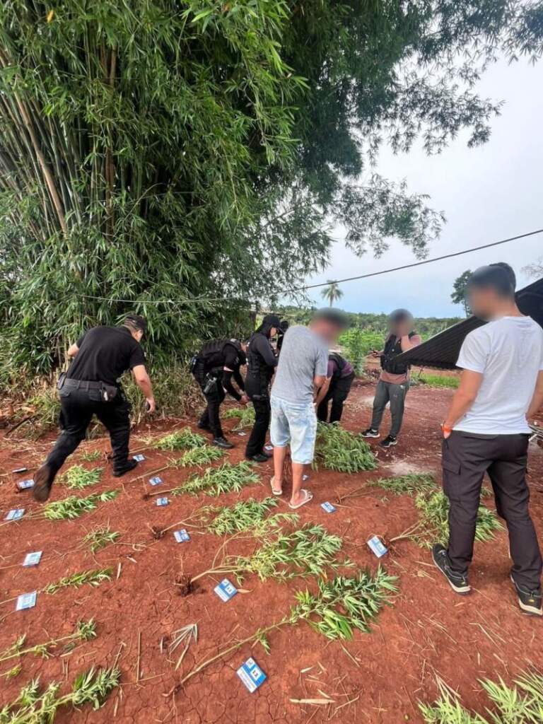 “Narcochacra” en Puerto Leoni: allanamiento policial permitió secuestrar casi 50 plantas de marihuana imagen-3