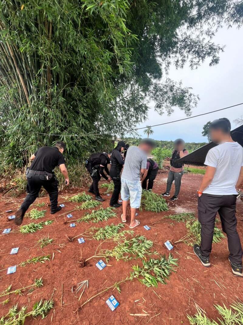“Narcochacra” en Puerto Leoni: allanamiento policial permitió secuestrar casi 50 plantas de marihuana imagen-7