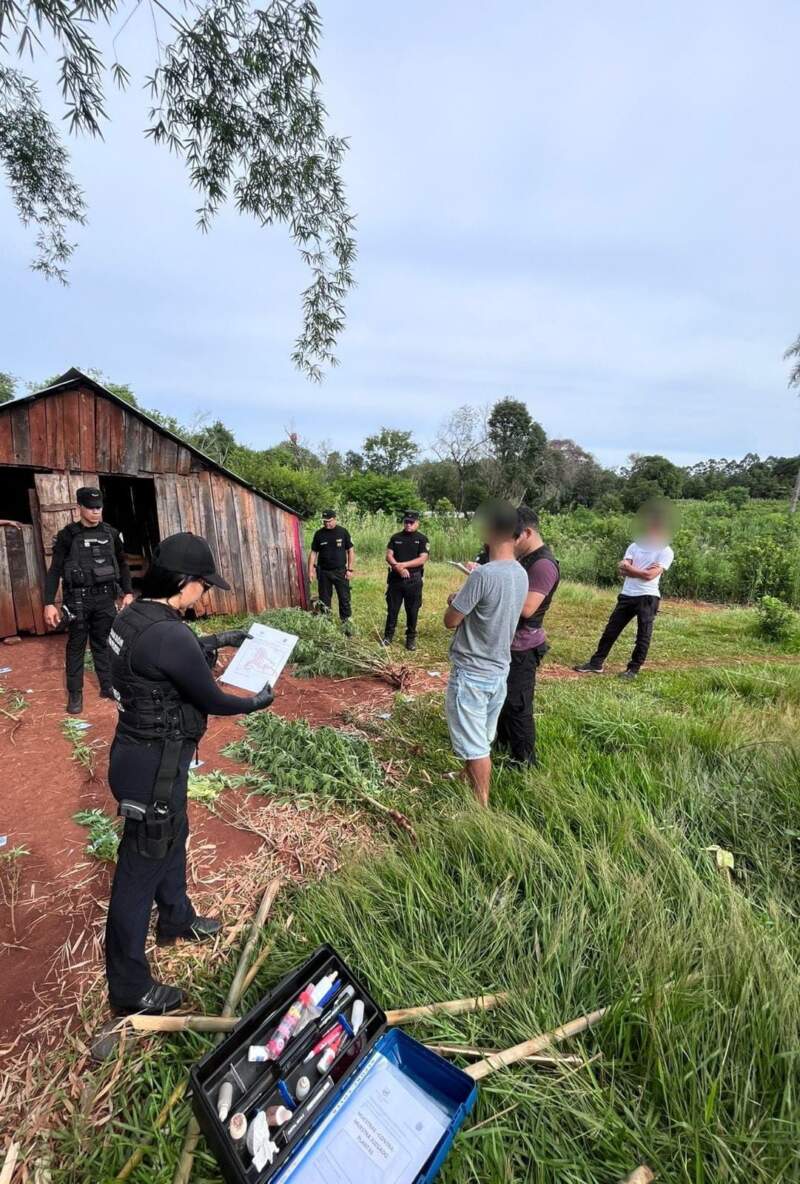 “Narcochacra” en Puerto Leoni: allanamiento policial permitió secuestrar casi 50 plantas de marihuana imagen-4