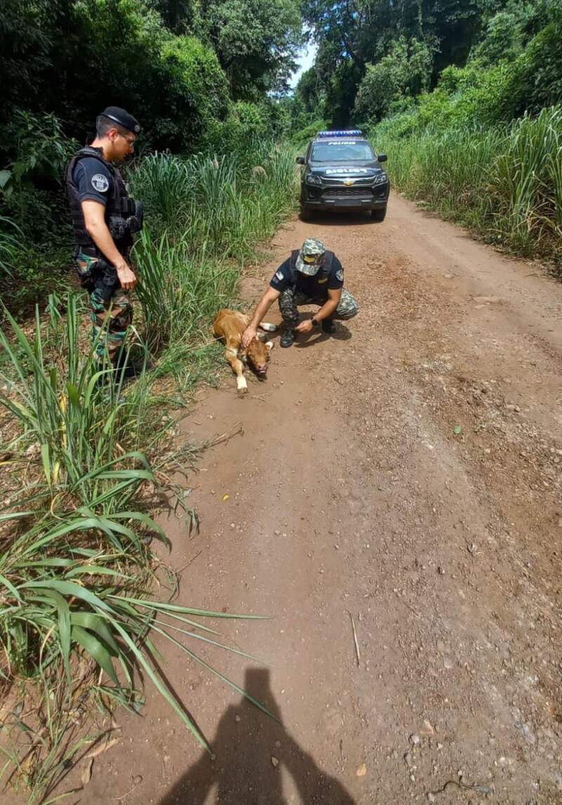 Huían en moto con un ternero robado y fueron atrapados tras una persecución policial imagen-2