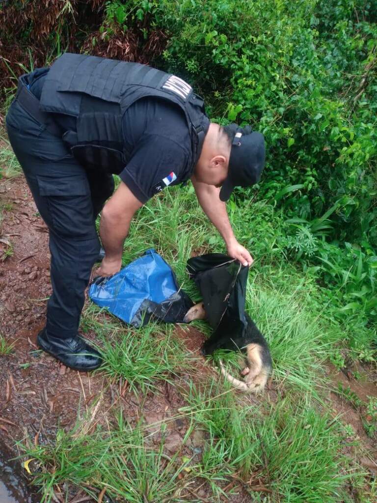 San Martín: rescataron a un oso hormiguero herido tras ser atropellado en la Ruta 103 imagen-27