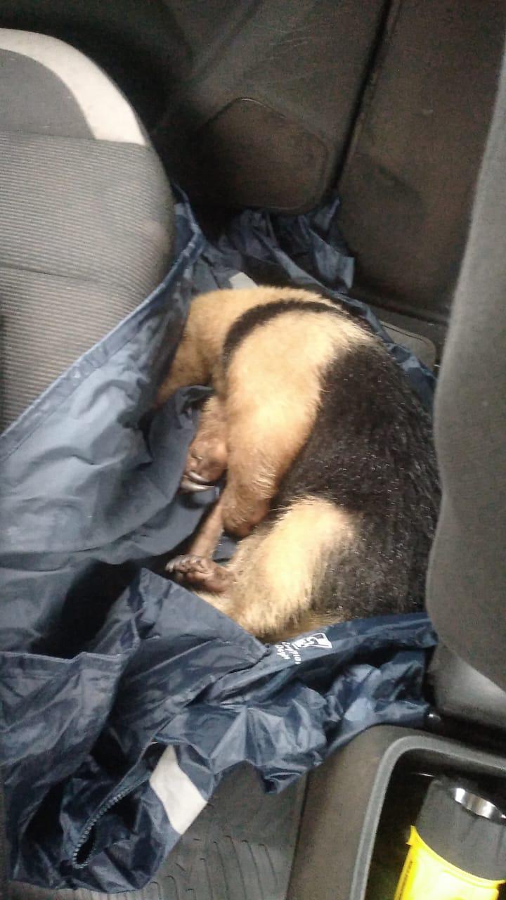 San Martín: rescataron a un oso hormiguero herido tras ser atropellado en la Ruta 103 imagen-2