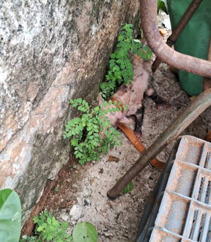 Posadas: torturaban a una comadreja con clavos atada a una silla y debió ser rescatada por policías imagen-10