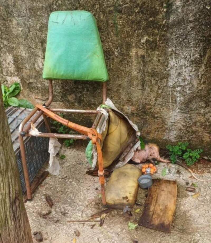 Posadas: torturaban a una comadreja con clavos atada a una silla y debió ser rescatada por policías 7 Posadas: torturaban a una comadreja con clavos atada a una silla y debió ser rescatada por policías imagen-6