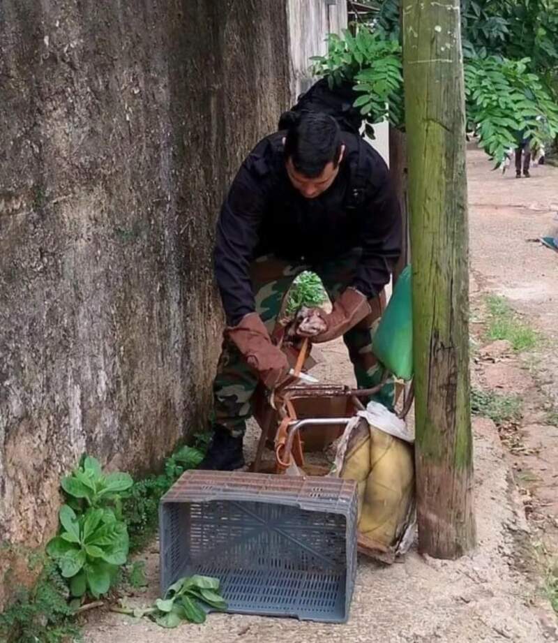 Posadas: torturaban a una comadreja con clavos atada a una silla y debió ser rescatada por policías 3 Posadas: torturaban a una comadreja con clavos atada a una silla y debió ser rescatada por policías imagen-2