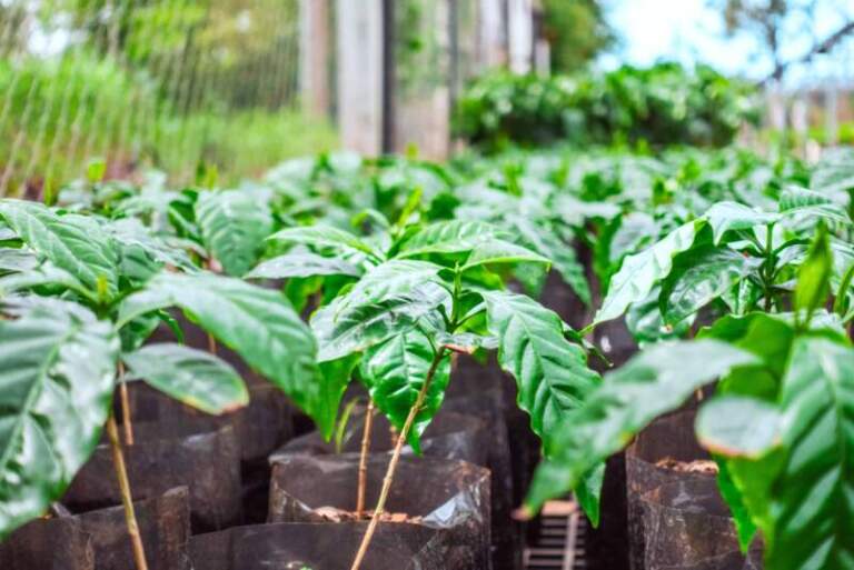 Ensayos oficiales analizan la viabilidad del cultivo de café en Misiones como alternativa productiva para las chacras imagen-30
