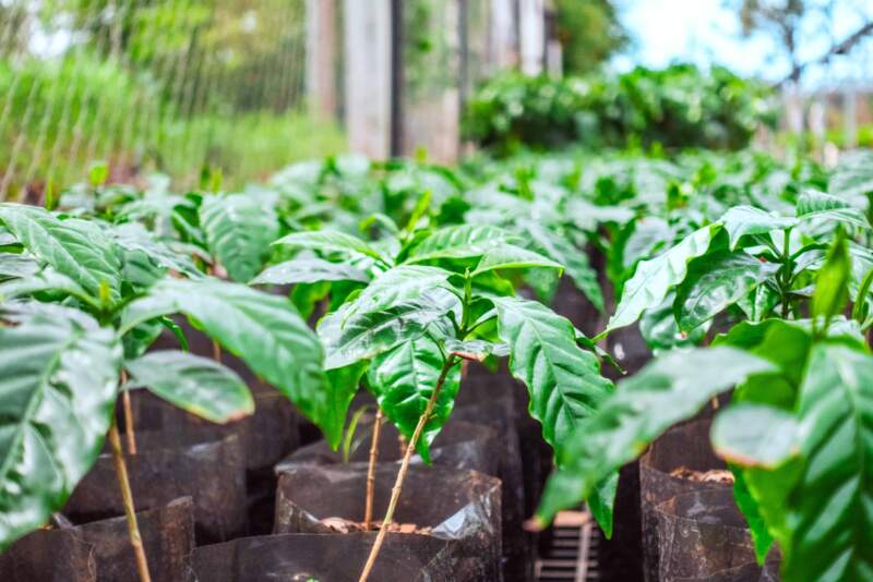 Ensayos oficiales analizan la viabilidad del cultivo de café en Misiones como alternativa productiva para las chacras imagen-35