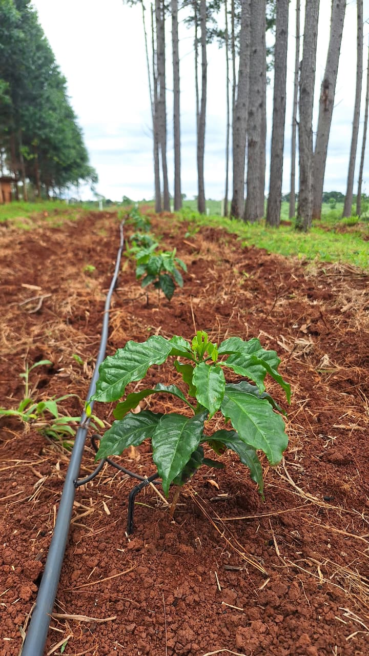 Ensayos oficiales analizan la viabilidad del cultivo de café en Misiones como alternativa productiva para las chacras imagen-2