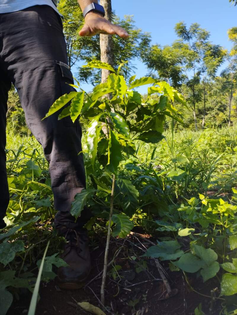 Ensayos oficiales analizan la viabilidad del cultivo de café en Misiones como alternativa productiva para las chacras imagen-6
