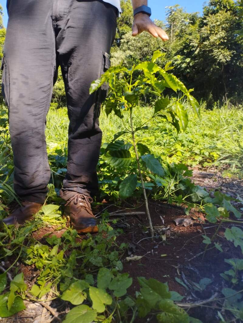 Ensayos oficiales analizan la viabilidad del cultivo de café en Misiones como alternativa productiva para las chacras imagen-4