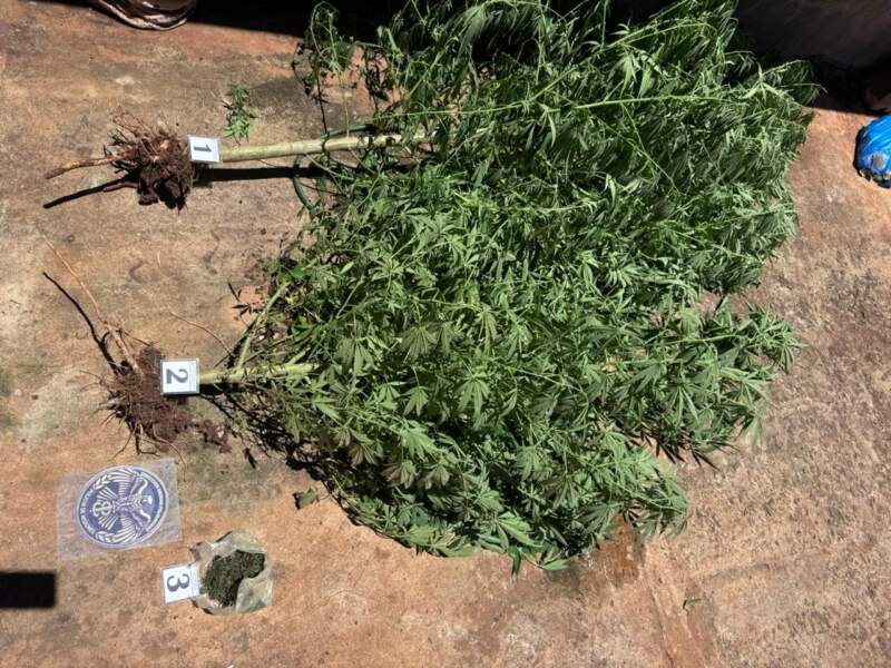 Más de 11 kilos de marihuana secuestrados durante un procedimiento por exclusión de hogar y prohibición de acercamiento imagen-2