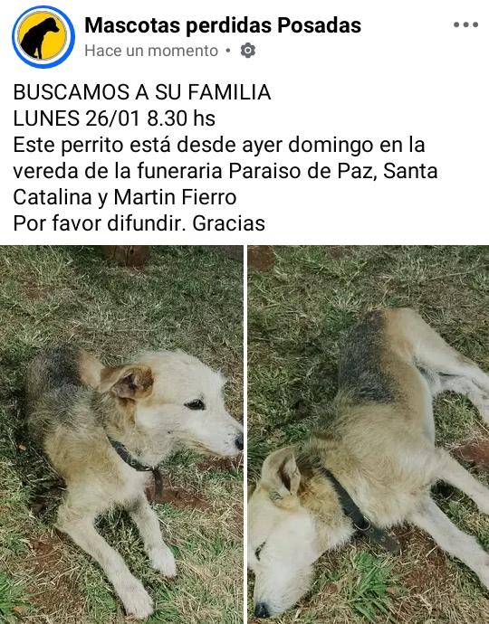 Posadas: un perrito quedó abandonado en una funeraria tras un velatorio imagen-6
