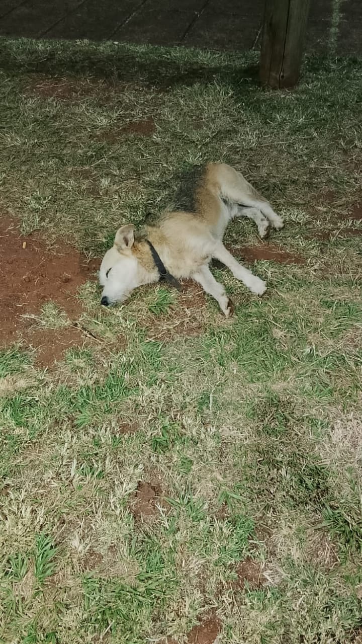 Posadas: un perrito quedó abandonado en una funeraria tras un velatorio imagen-2