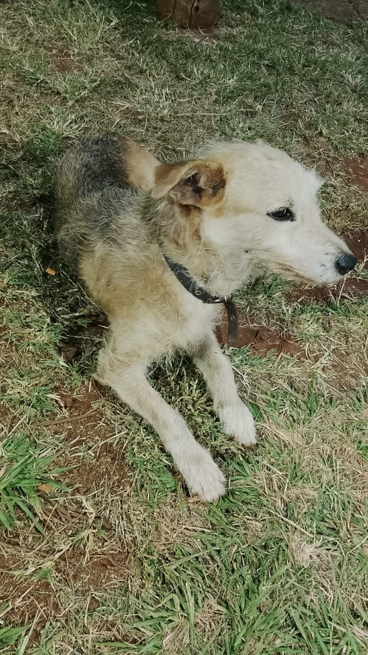 Posadas: un perrito quedó abandonado en una funeraria tras un velatorio imagen-4
