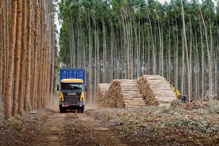 El gobernador de Corrientes se refirió a la crisis forestal: “Hay preocupación porque empieza a colapsar el sector” El gobernador de Corrientes se refirió a la crisis forestal: “Hay preocupación porque empieza a colapsar el sector” imagen-13