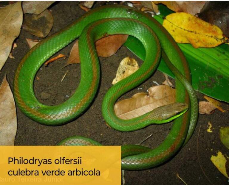 Rescatan una culebra verde en zona urbana de Posadas imagen-13