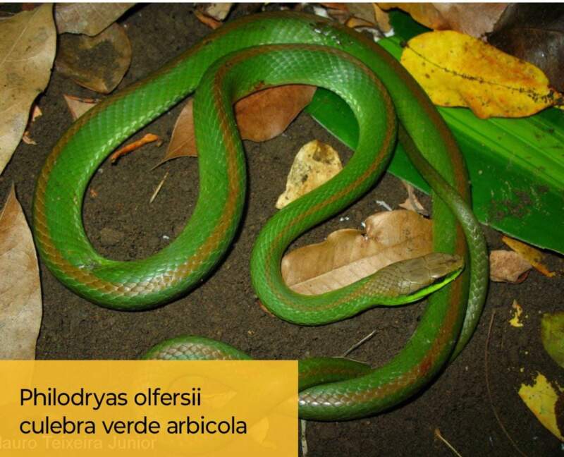 Rescatan una culebra verde en zona urbana de Posadas imagen-11