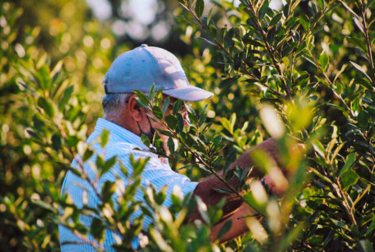 Cooperativas y productores en pie de lucha: la crisis yerbatera exige respuestas inmediatas, advierten imagen-12