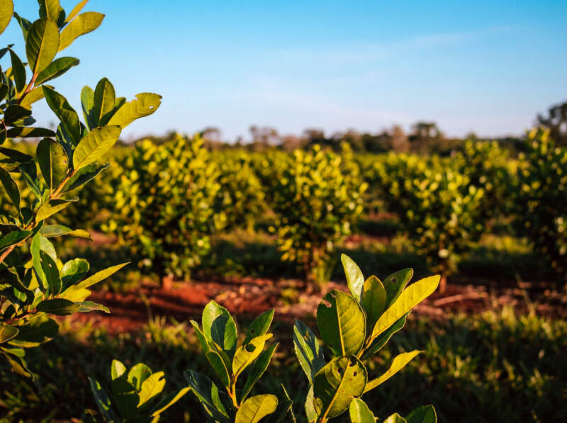 Misiones impulsa la restauración de los agroecosistemas yerbateros 3 Misiones impulsa la restauración de los agroecosistemas yerbateros imagen-2
